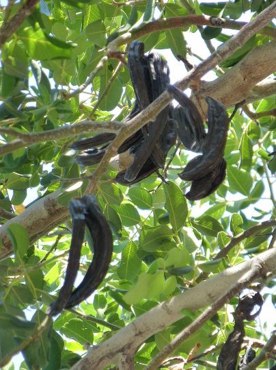 Ceratonia_siliqua_Keciboynuzu