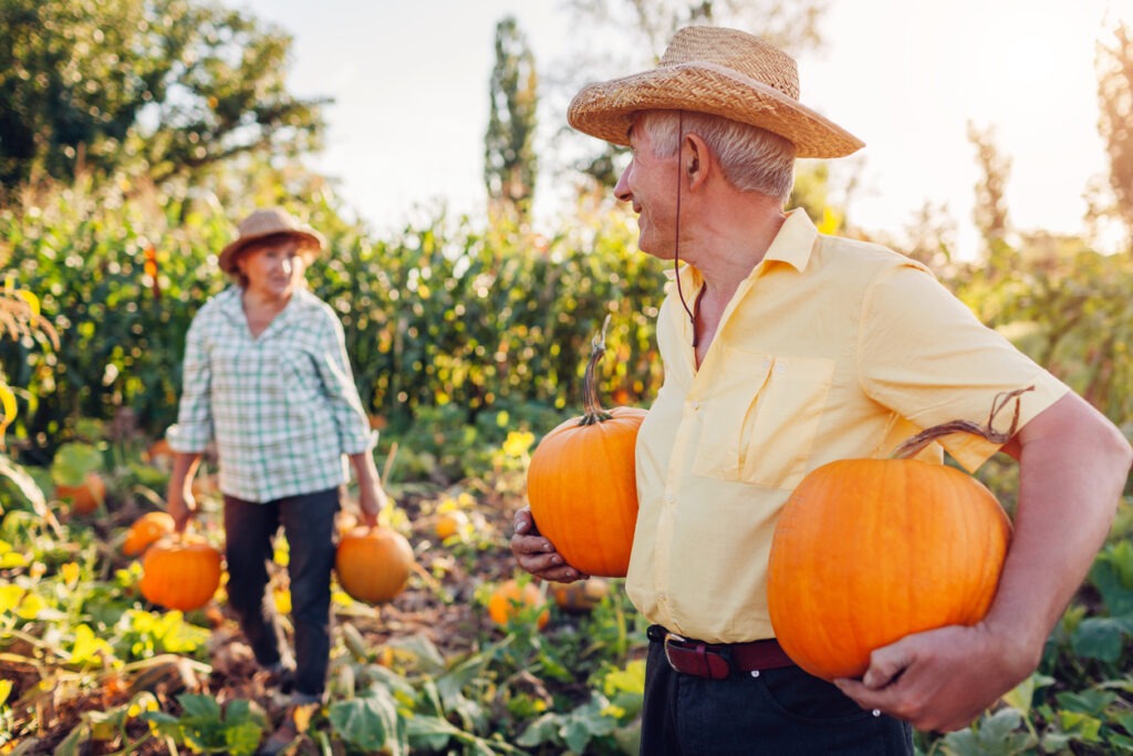 A family couple of senior farmers picking pumpkins in the autumn field at sunset. Man and woman harvesting fresh organic vegetables in fall garden