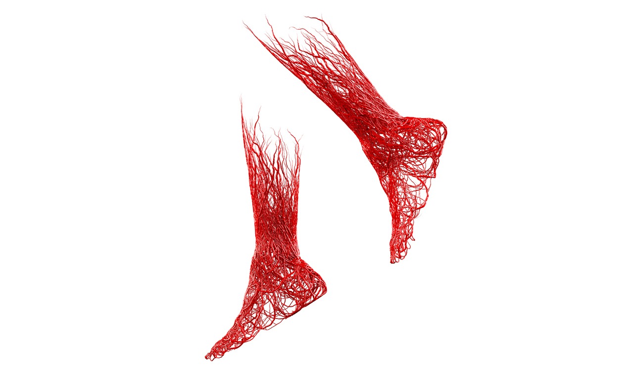 veins and arteries of the feet