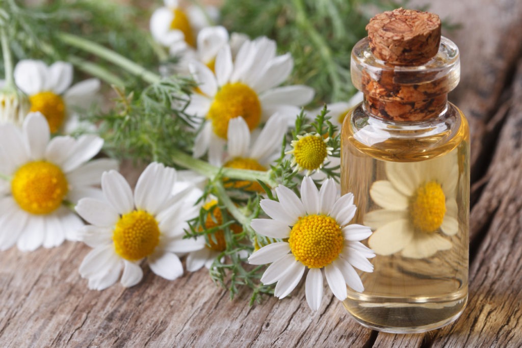 oil of chamomile flowers in a glass bottle macro