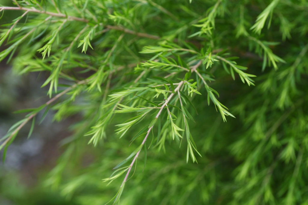 Tea tree (Melaleuca alternifolia) leaves