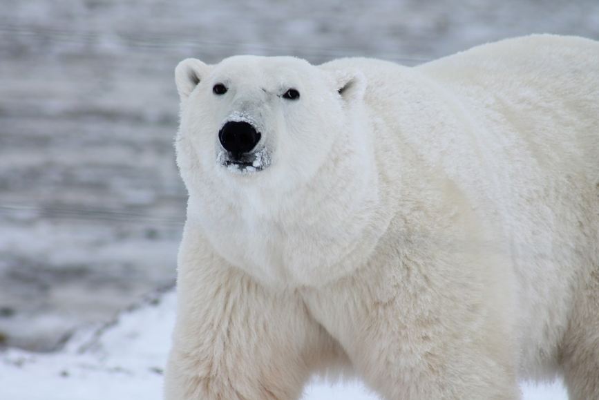 A Polar Bear