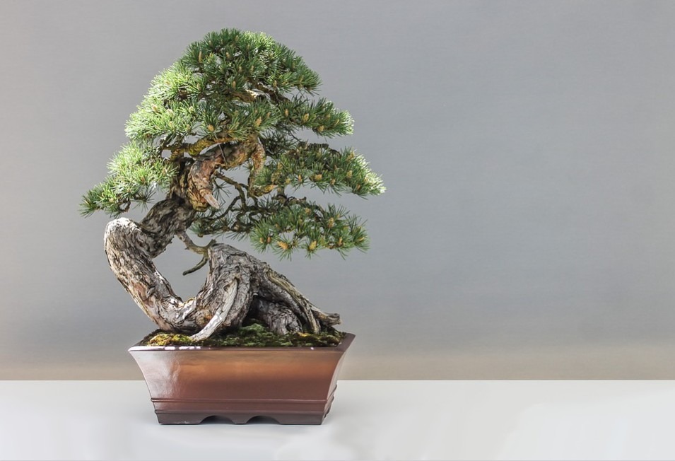 A bonsai plant is quite artistic