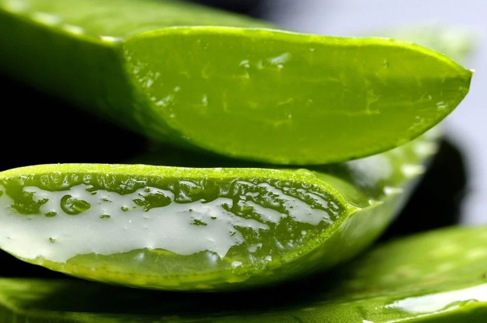 Aloe Vera is one of the best plants that has health benefits too