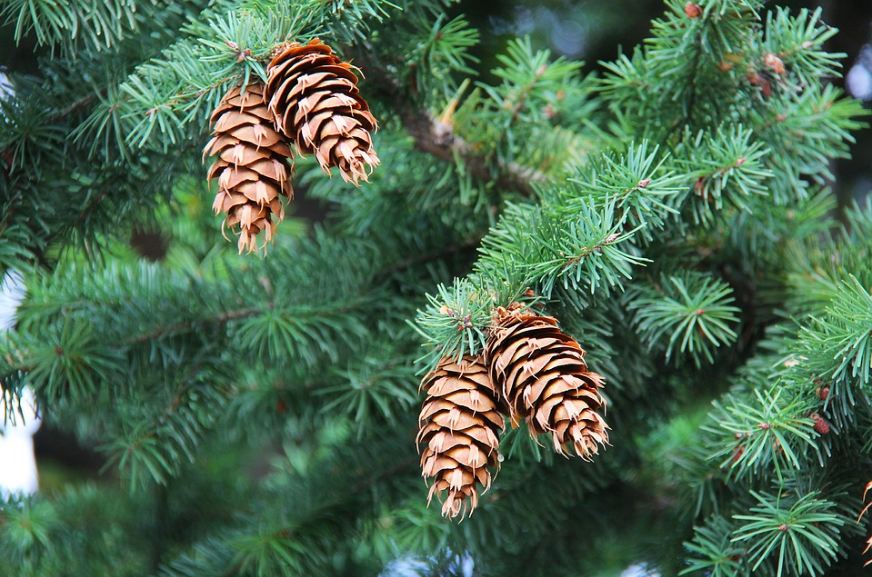 Pine Cones on trees during the autumn season