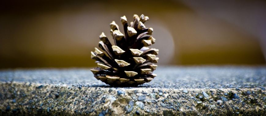 Start making your crafts today with a simple pinecone.