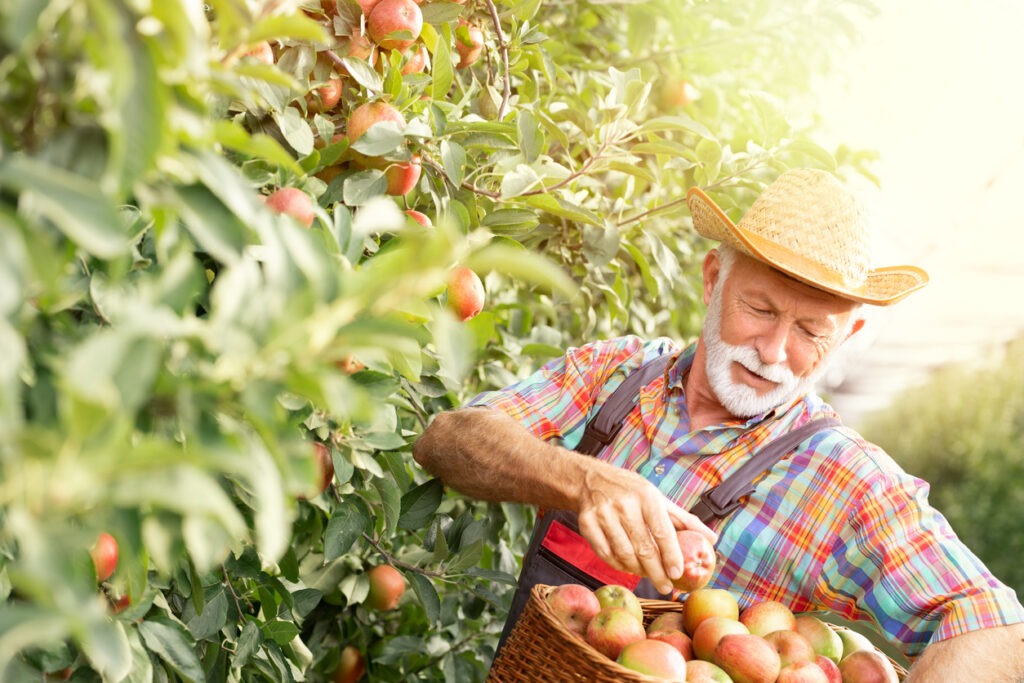 Senior farmer working on the plantation of apples