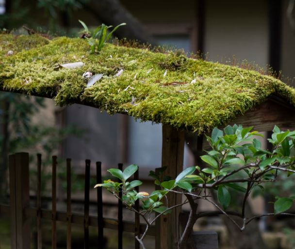 moss-covered planter