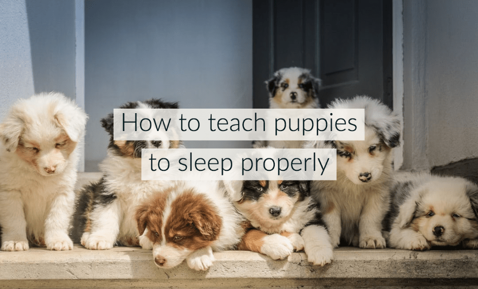 How-to-teach-puppies-to-sleep-properly
