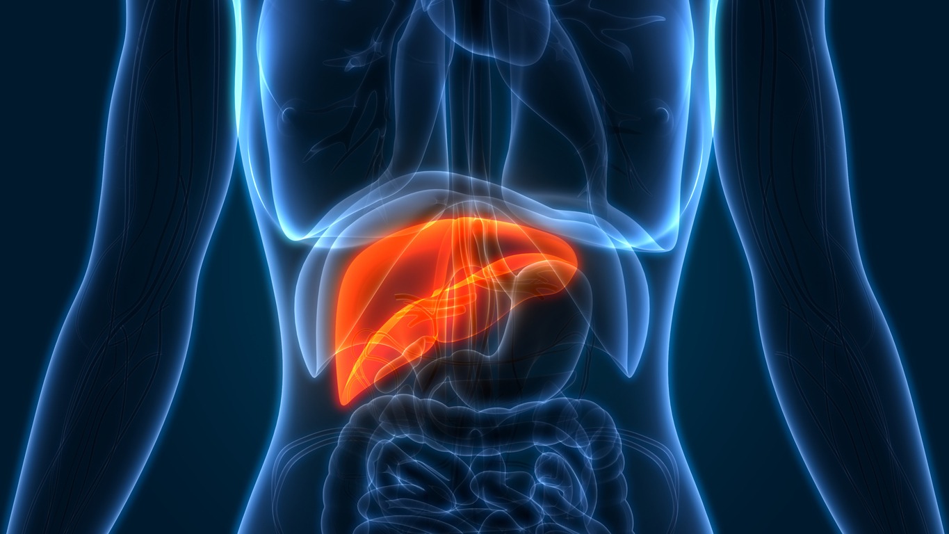 illustration of the human liver
