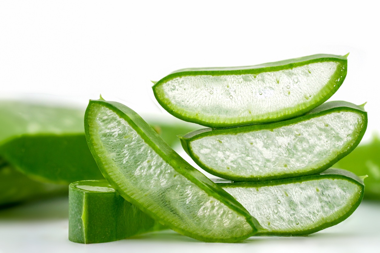aloe vera or Star cactus (Aloe vera (L.) Burm.f.) on a white background. Herbs that are commonly used to treat skin